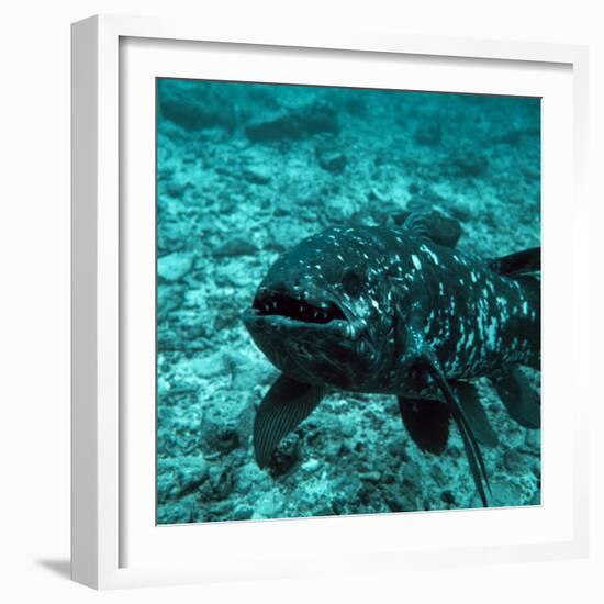 Coelacanth Fish-Peter Scoones-Framed Premium Photographic Print