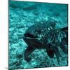 Coelacanth Fish-Peter Scoones-Mounted Premium Photographic Print