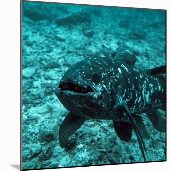 Coelacanth Fish-Peter Scoones-Mounted Premium Photographic Print