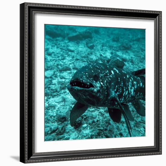 Coelacanth Fish-Peter Scoones-Framed Premium Photographic Print