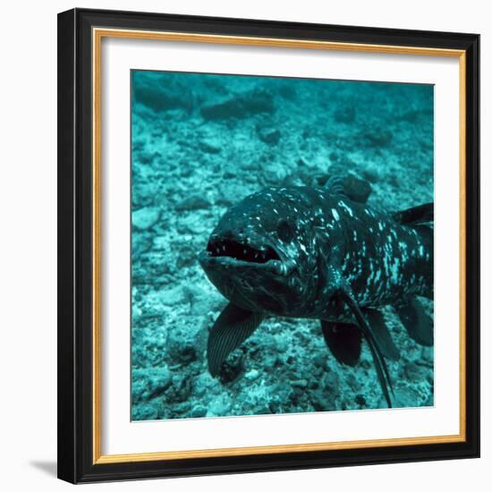 Coelacanth Fish-Peter Scoones-Framed Premium Photographic Print