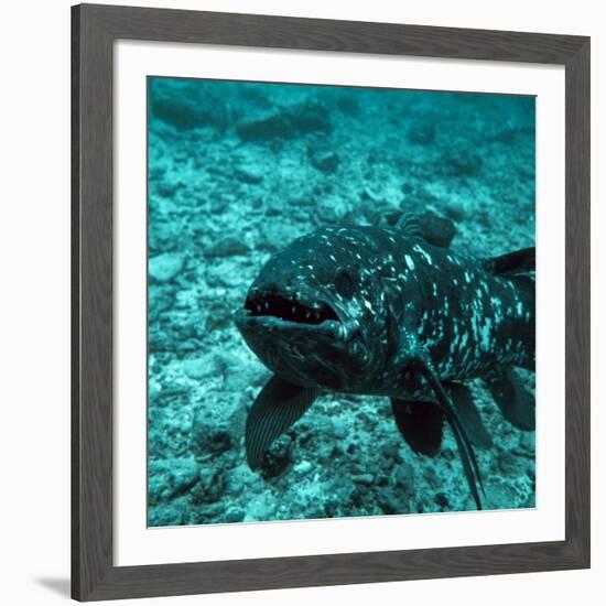 Coelacanth Fish-Peter Scoones-Framed Photographic Print