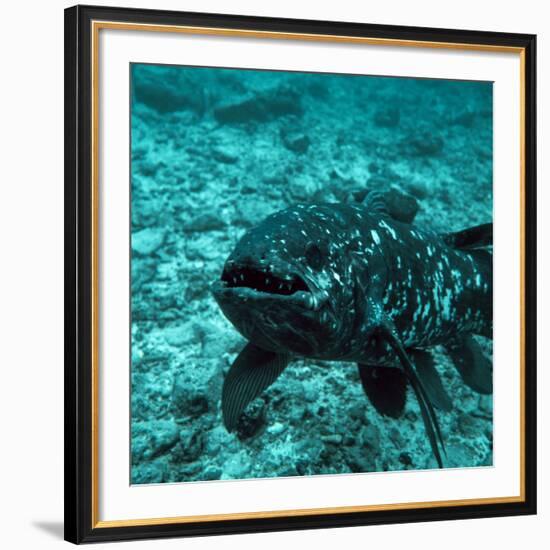 Coelacanth Fish-Peter Scoones-Framed Photographic Print