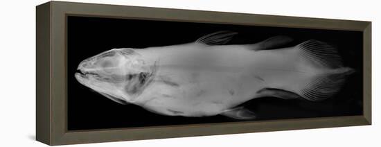 Coelacanth-Sandra J. Raredon-Framed Stretched Canvas