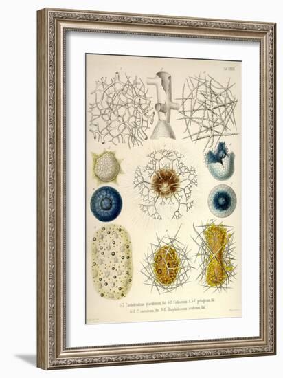 Coelodendrum Gracillimum, Collozoum, C. Pelagicum, C. Coeruleum, Rhaphidozoum-Ernst Haeckel-Framed Art Print