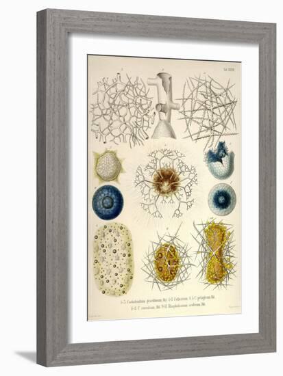 Coelodendrum Gracillimum, Collozoum, C. Pelagicum, C. Coeruleum, Rhaphidozoum-Ernst Haeckel-Framed Art Print