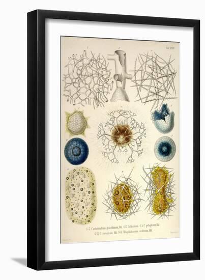 Coelodendrum Gracillimum, Collozoum, C. Pelagicum, C. Coeruleum, Rhaphidozoum-Ernst Haeckel-Framed Art Print