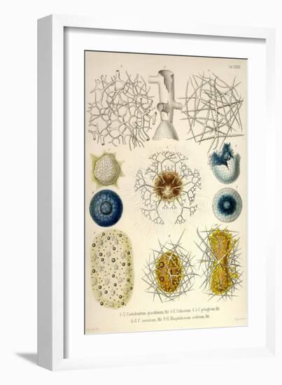 Coelodendrum Gracillimum, Collozoum, C. Pelagicum, C. Coeruleum, Rhaphidozoum-Ernst Haeckel-Framed Art Print