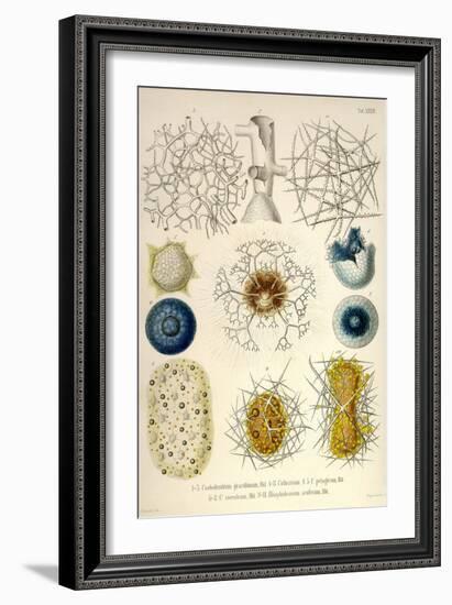 Coelodendrum Gracillimum, Collozoum, C. Pelagicum, C. Coeruleum, Rhaphidozoum-Ernst Haeckel-Framed Art Print