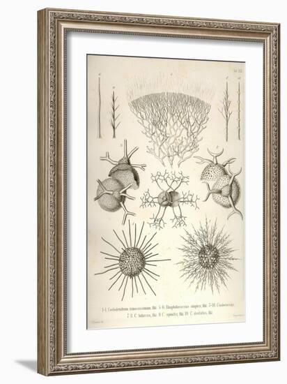 Coelodendrum Ramosissimum and Others-Ernst Haeckel-Framed Art Print