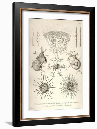 Coelodendrum Ramosissimum and Others-Ernst Haeckel-Framed Art Print