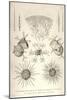 Coelodendrum Ramosissimum and Others-Ernst Haeckel-Mounted Art Print