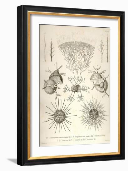 Coelodendrum Ramosissimum and Others-Ernst Haeckel-Framed Art Print