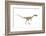 Coelophysis Dinosaur, Artwork-null-Framed Photographic Print