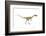 Coelophysis Dinosaur, Artwork-null-Framed Photographic Print