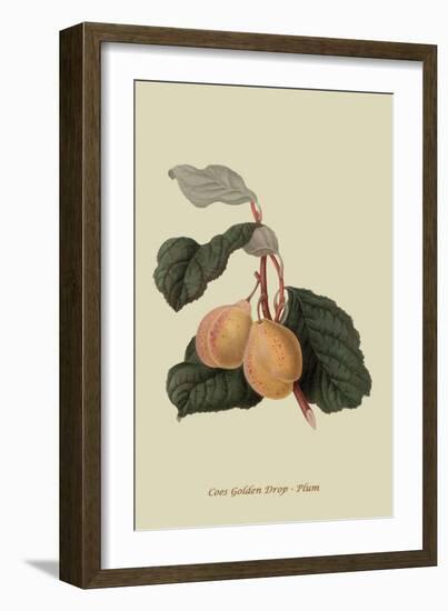 Coes Golden Drop - Plum-William Hooker-Framed Art Print