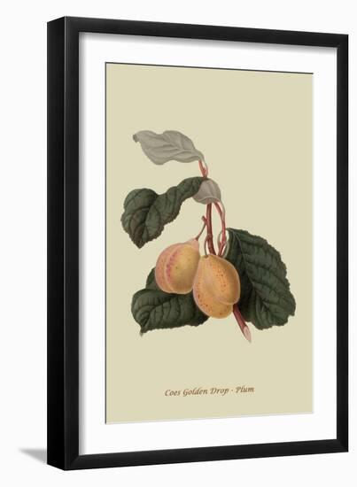 Coes Golden Drop - Plum-William Hooker-Framed Art Print