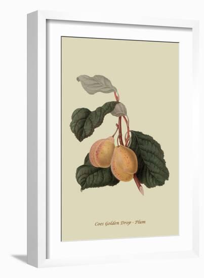 Coes Golden Drop - Plum-William Hooker-Framed Art Print