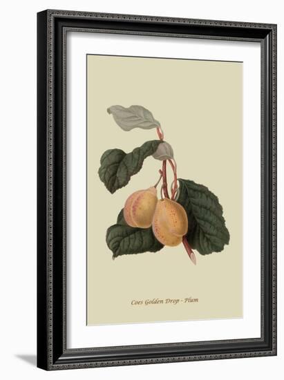 Coes Golden Drop - Plum-William Hooker-Framed Art Print