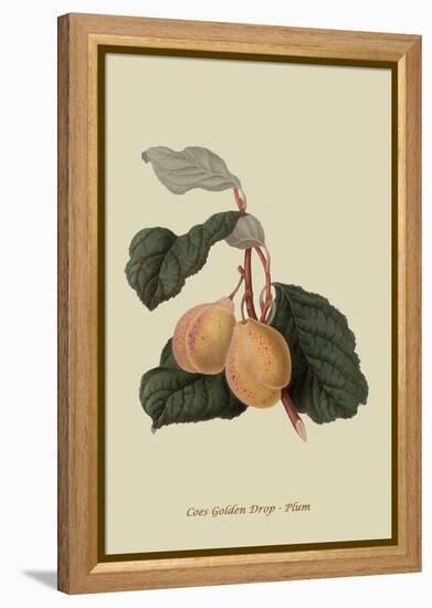 Coes Golden Drop - Plum-William Hooker-Framed Stretched Canvas