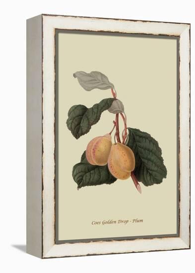 Coes Golden Drop - Plum-William Hooker-Framed Stretched Canvas