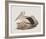 Cofanus-John Gould-Framed Giclee Print