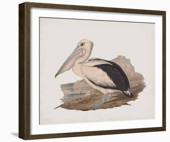 Cofanus-John Gould-Framed Giclee Print