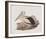 Cofanus-John Gould-Framed Giclee Print