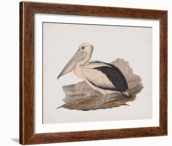 Cofanus-John Gould-Framed Giclee Print