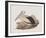 Cofanus-John Gould-Framed Giclee Print