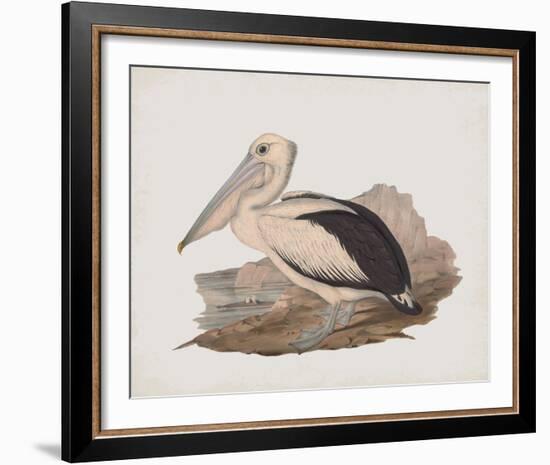 Cofanus-John Gould-Framed Giclee Print