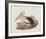 Cofanus-John Gould-Framed Giclee Print