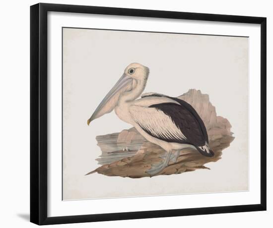 Cofanus-John Gould-Framed Giclee Print