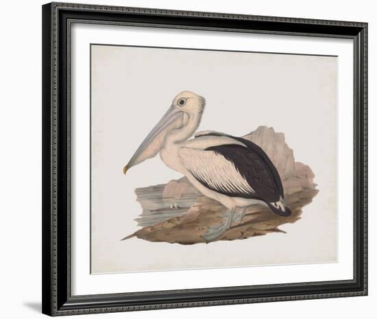 Cofanus-John Gould-Framed Giclee Print