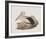 Cofanus-John Gould-Framed Giclee Print