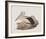 Cofanus-John Gould-Framed Giclee Print