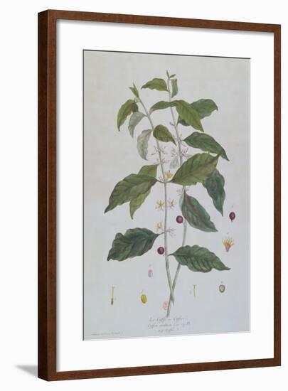 Coffea Arabica (Coffee) Botanical Plate from 'La Botanique Mise a La Portee De Tout Le Monde' by Ni-Genevieve Regnault De Nangis-Framed Giclee Print