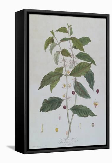 Coffea Arabica (Coffee) Botanical Plate from 'La Botanique Mise a La Portee De Tout Le Monde' by Ni-Genevieve Regnault De Nangis-Framed Premier Image Canvas