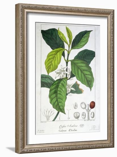 Coffea Arabica-Pancrace Bessa-Framed Giclee Print