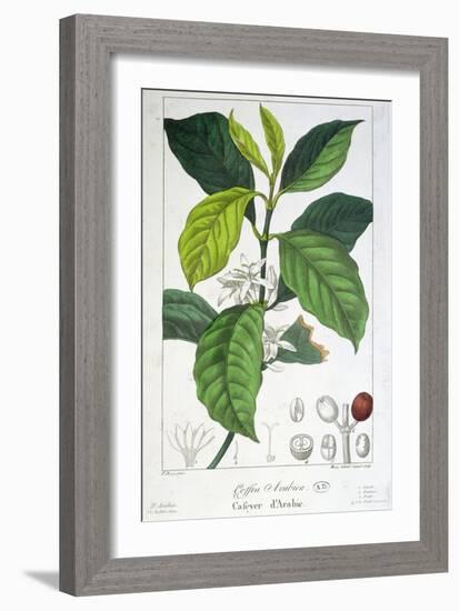 Coffea Arabica-Pancrace Bessa-Framed Giclee Print