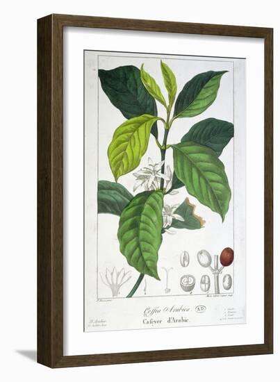 Coffea Arabica-Pancrace Bessa-Framed Giclee Print