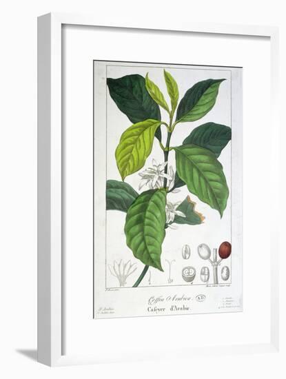 Coffea Arabica-Pancrace Bessa-Framed Giclee Print