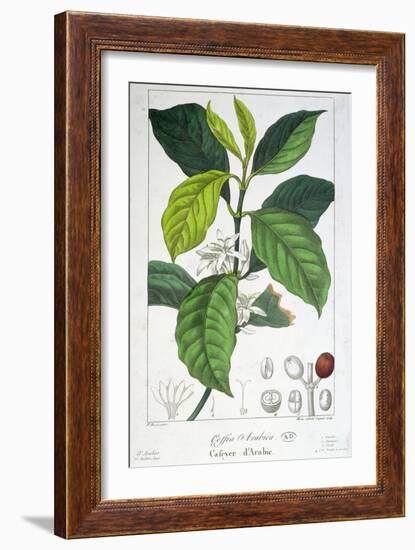 Coffea Arabica-Pancrace Bessa-Framed Giclee Print