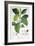 Coffea Arabica-Pancrace Bessa-Framed Giclee Print