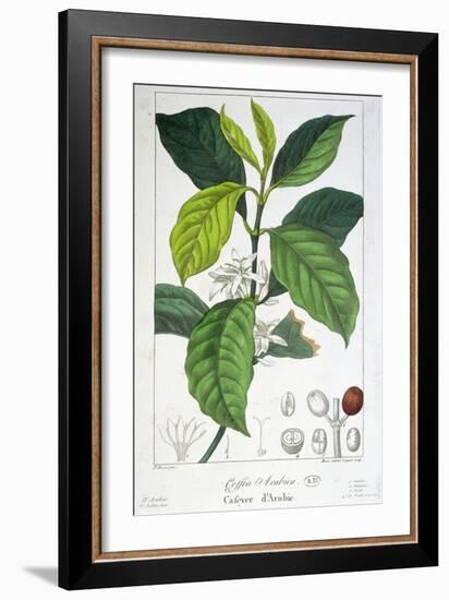 Coffea Arabica-Pancrace Bessa-Framed Giclee Print