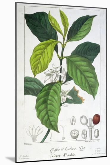 Coffea Arabica-Pancrace Bessa-Mounted Giclee Print