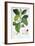 Coffea Arabica-Pancrace Bessa-Framed Giclee Print