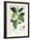 Coffea Arabica-Pancrace Bessa-Framed Giclee Print