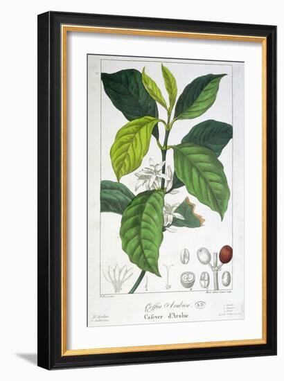 Coffea Arabica-Pancrace Bessa-Framed Giclee Print