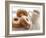 Coffee And Doughnuts-Erika Craddock-Framed Photographic Print